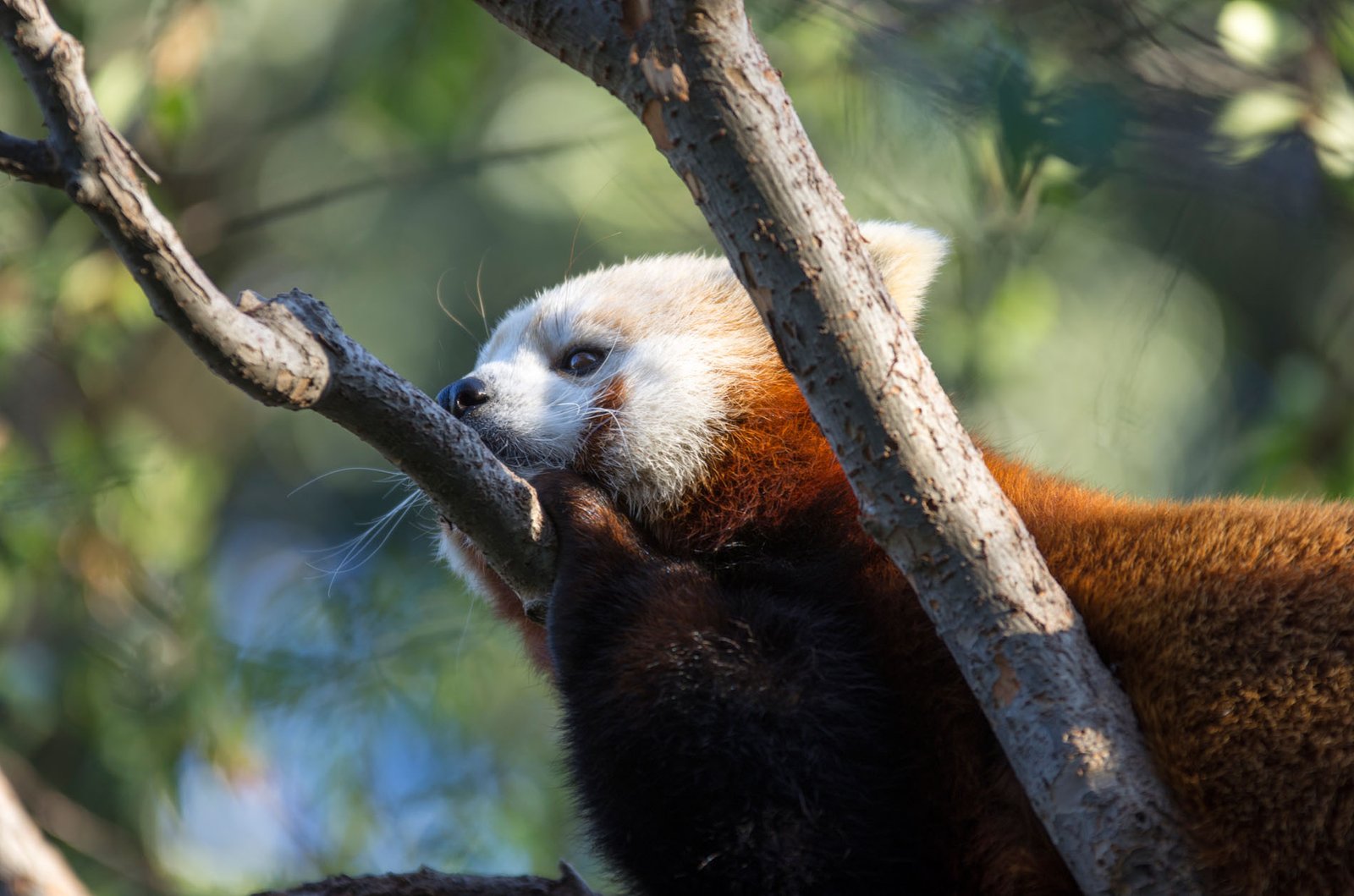 San Diego Zoo Part I 174